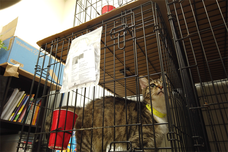 182 Cats, 1 Dog Seized From Kent County Home Following Animal Cruelty Investigation