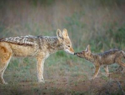 Tanda Tula Explores the Multi-Generational Family Safari