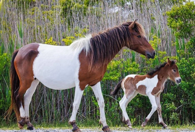 Assateague foal naming auction underway