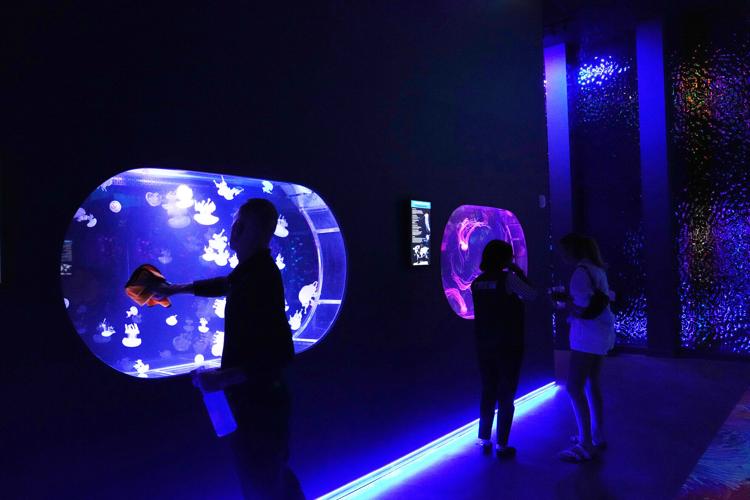 Florida Jellyfish Museum