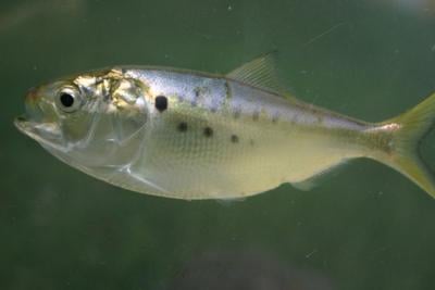 Two Independent Reviews Find No Evidence that Virginia's Menhaden Season Is 'Blocking' Fish from Reaching Maryland Pound Nets
