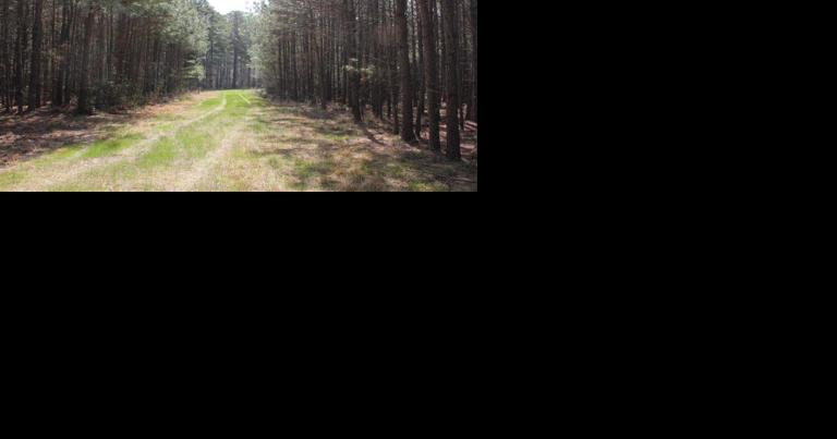 Maryland Preserves Almost 20 Acres of Wicomico County Forest Land - Vimarsana News
