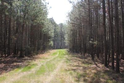 Officials: Land Donation Permanently Protects Forest Parcel in Wicomico