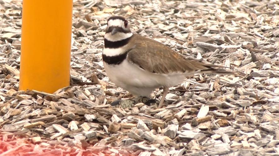 Killdeer Eggs
