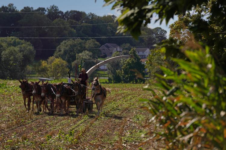 Measles-Amish Country