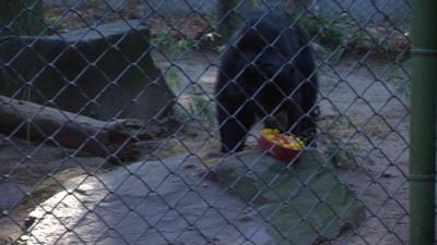 Salisbury Zoo Introduces Pinocchio the Bear to the Public