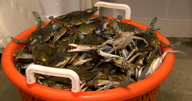 Crab season begins amid rising costs and uncertainty