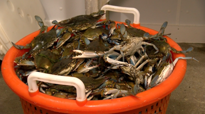 Crab season begins amid rising costs and uncertainty