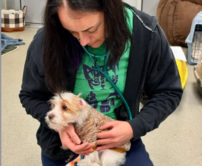 Express Vet Appointments in Sussex