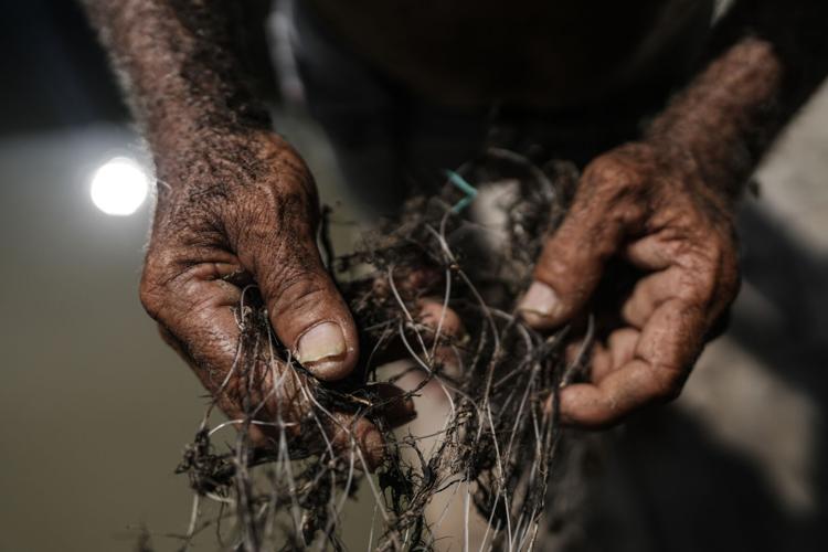 Climate Colombia Invasive Plants
