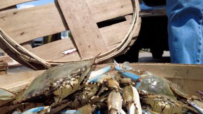 DNR Releases Male Hard Crab Limits For This Season