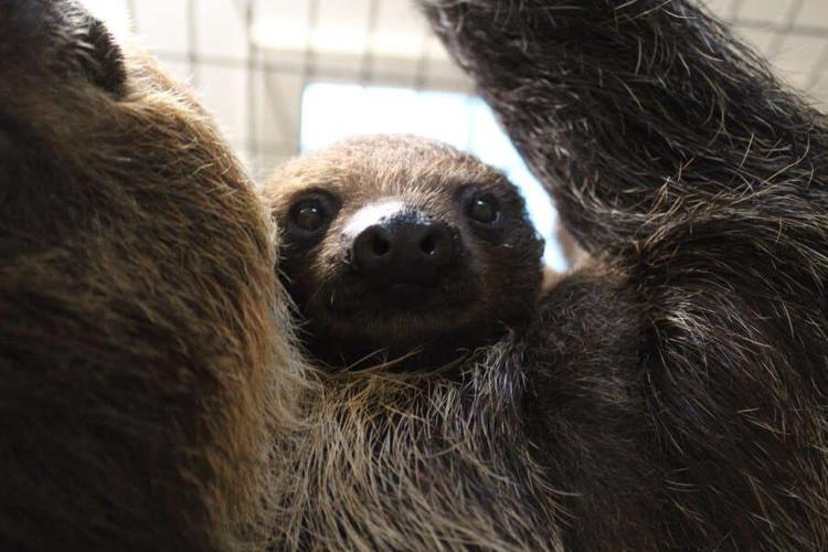 Salisbury Zoo Welcomes Two Baby Sloths