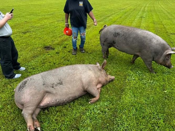 Runaway hogs