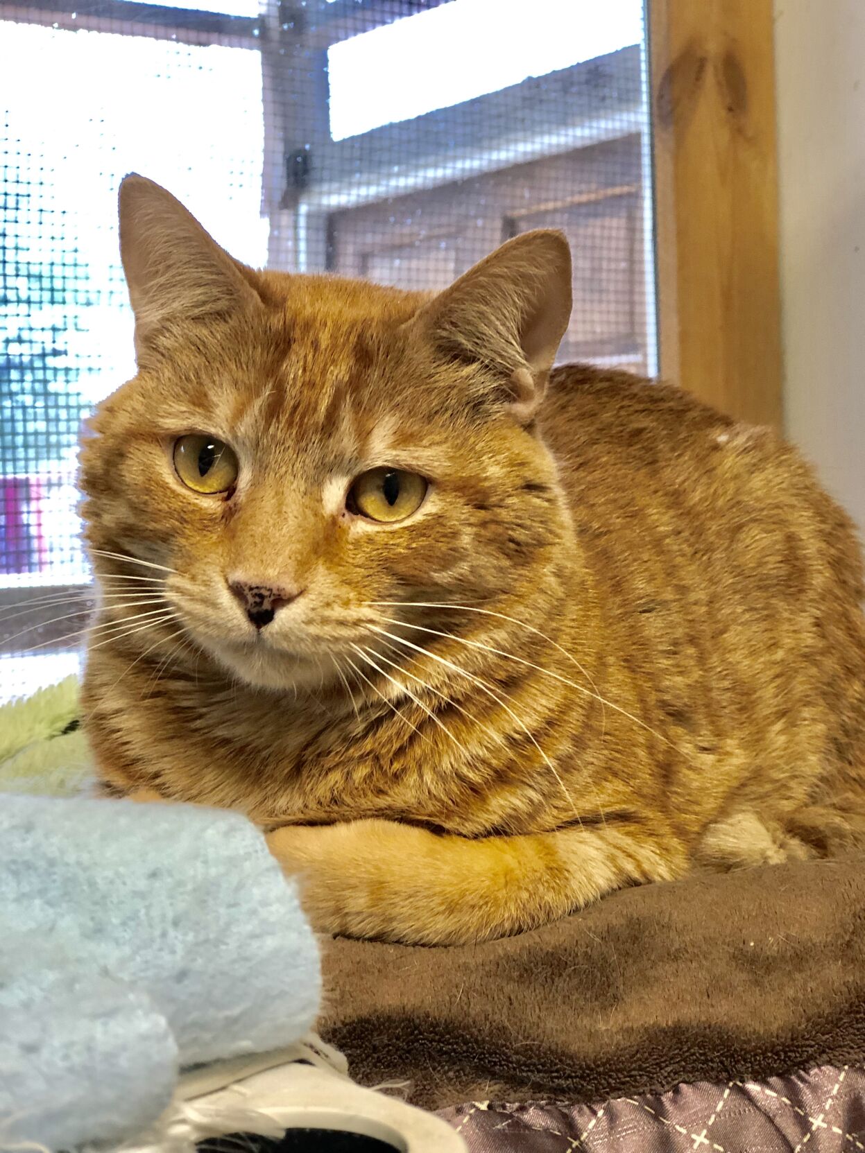 Cinnamon