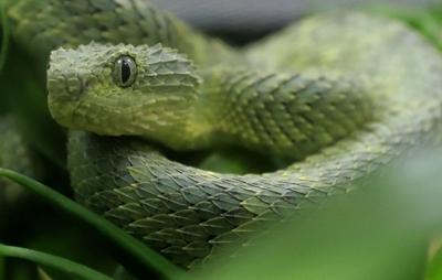 Pit viper