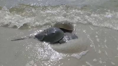 Travels With Charlie: Horseshoe Crabs