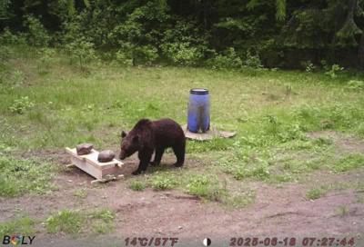 Lithuania Bear