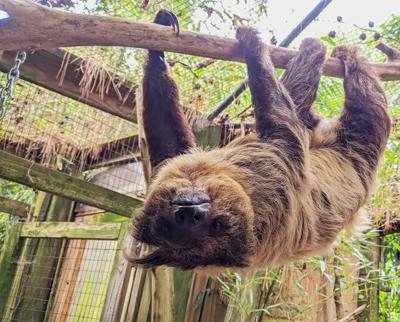 bayou sloth