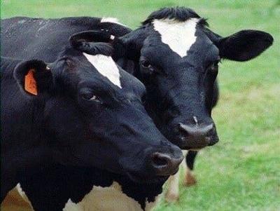 Maryland Agriculture Department Highlights Dairy Industry