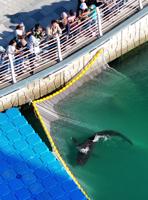 South Korean officials struggle to free a shark trapped in Busan canal