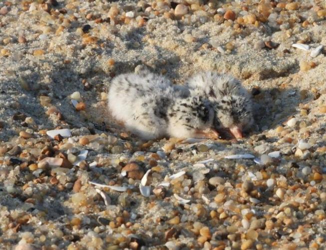 Least tern chicks