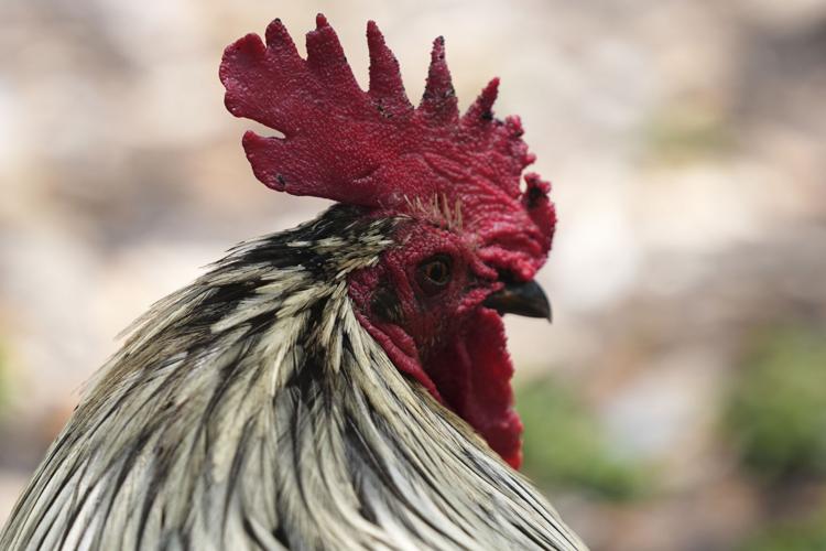 Miami Roosters