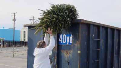 Man throwing Christmas tree away
