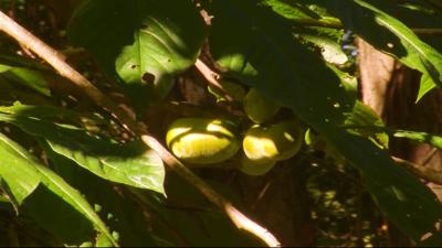 Travels With Charlie: The Paw Paw Report 2019