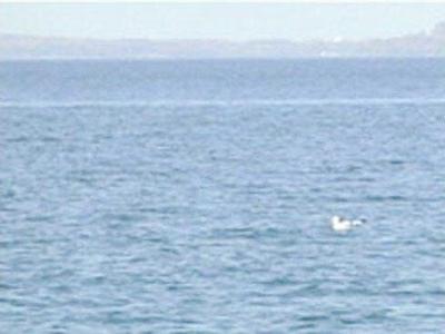 Chesapeake Bay restoration