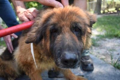 Fifty-four German Shepherds Ready for Adoption in Somerset County After Animal Cruelty Case
