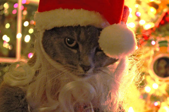 the Snoots family cat