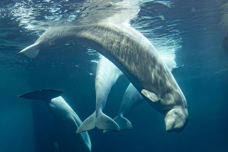 Chicago Whale Deaths