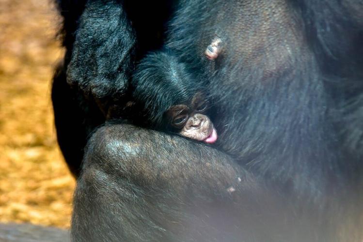 It's a Girl!: Maryland Zoo Welcomes Newborn Baby Chimpanzee