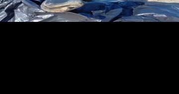 Whale Jawbone Washes up on Bethany Beach - Vimarsana News