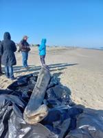 Whale Jawbone Washes up on Bethany Beach