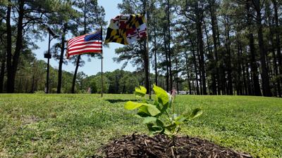 Maryland Liberty Tree 2026