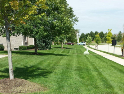 Plant Health Planning Puts Bee Green In Early Summer Focus Now