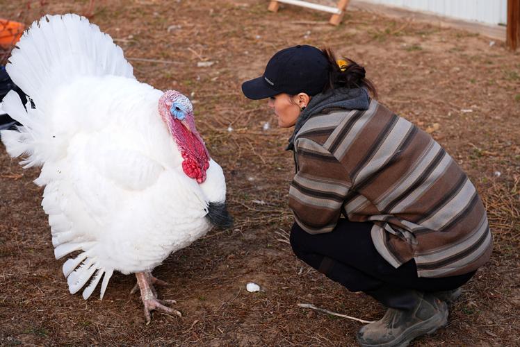 Turkey Adoptions