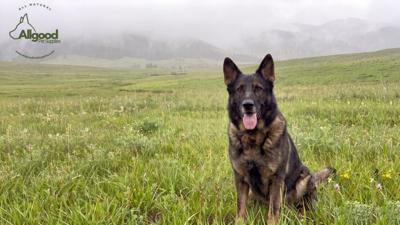 Allgood Pet Supplies: Curated USA Dog Treats for Trust