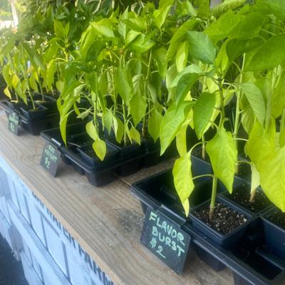 Baywater Trading Company