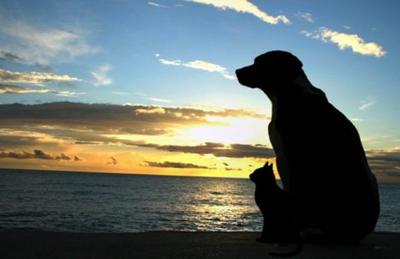 pet-loss-support-group_68321-600×389