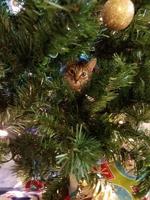 Melody Marshall Pusey (cat Emmy)