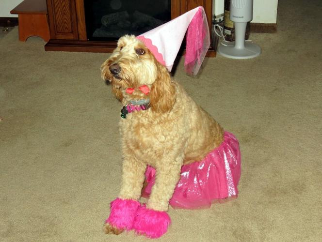 This is our golden-doodle Savannah.  She is in training classes to become a therapy dog and will visit hospitals, schools and nursing homes.   Photo Patti Bunch