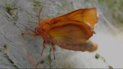 Travels With Charlie: Eastern Tent Caterpillar