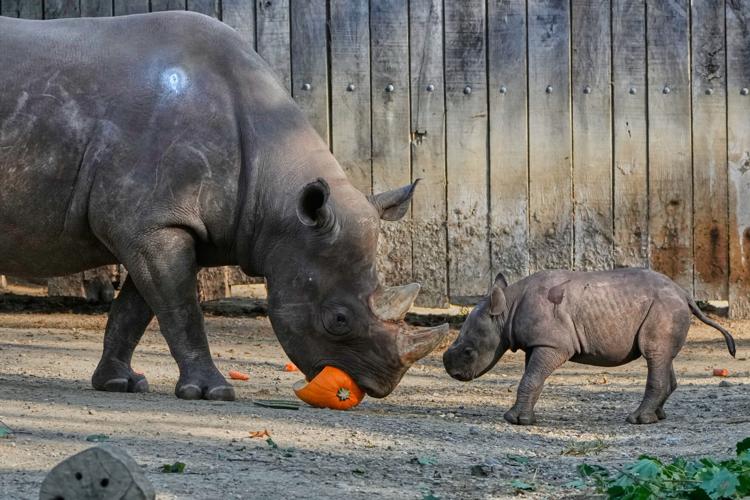 Rhino-Calf-Cleveland-Zoo
