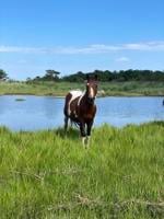 One of the Oldest Chincoteague Herd Ponies Dies