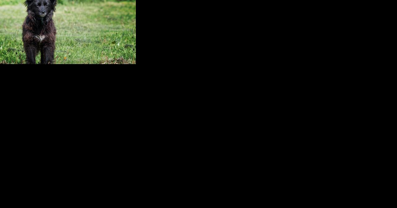 Easton Dog Park Opening Set for Next Week - Vimarsana News