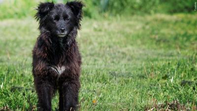Easton Dog Park Opening Set for Next Week