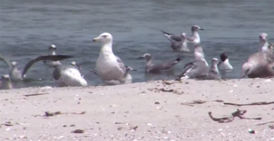 Boating Visits to Assawoman Islands Hurting Nesting Bird Populations