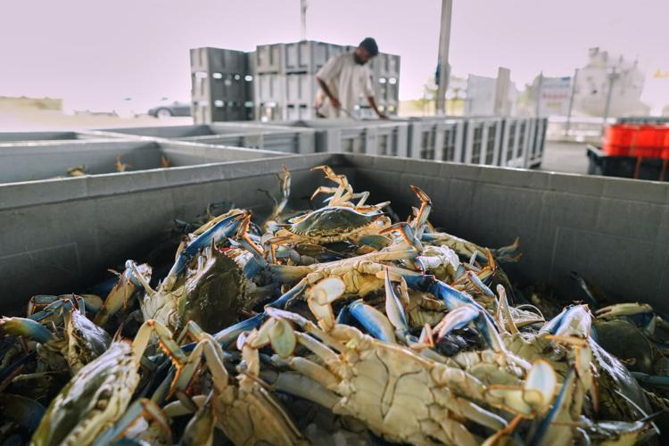 Italy Blue Crab Invasion